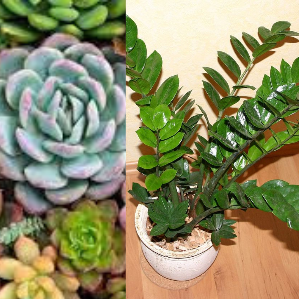 3 Plantas para ter dentro de casa !!!